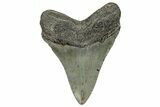 Serrated, Fossil Megalodon Tooth - North Carolina #328288-1